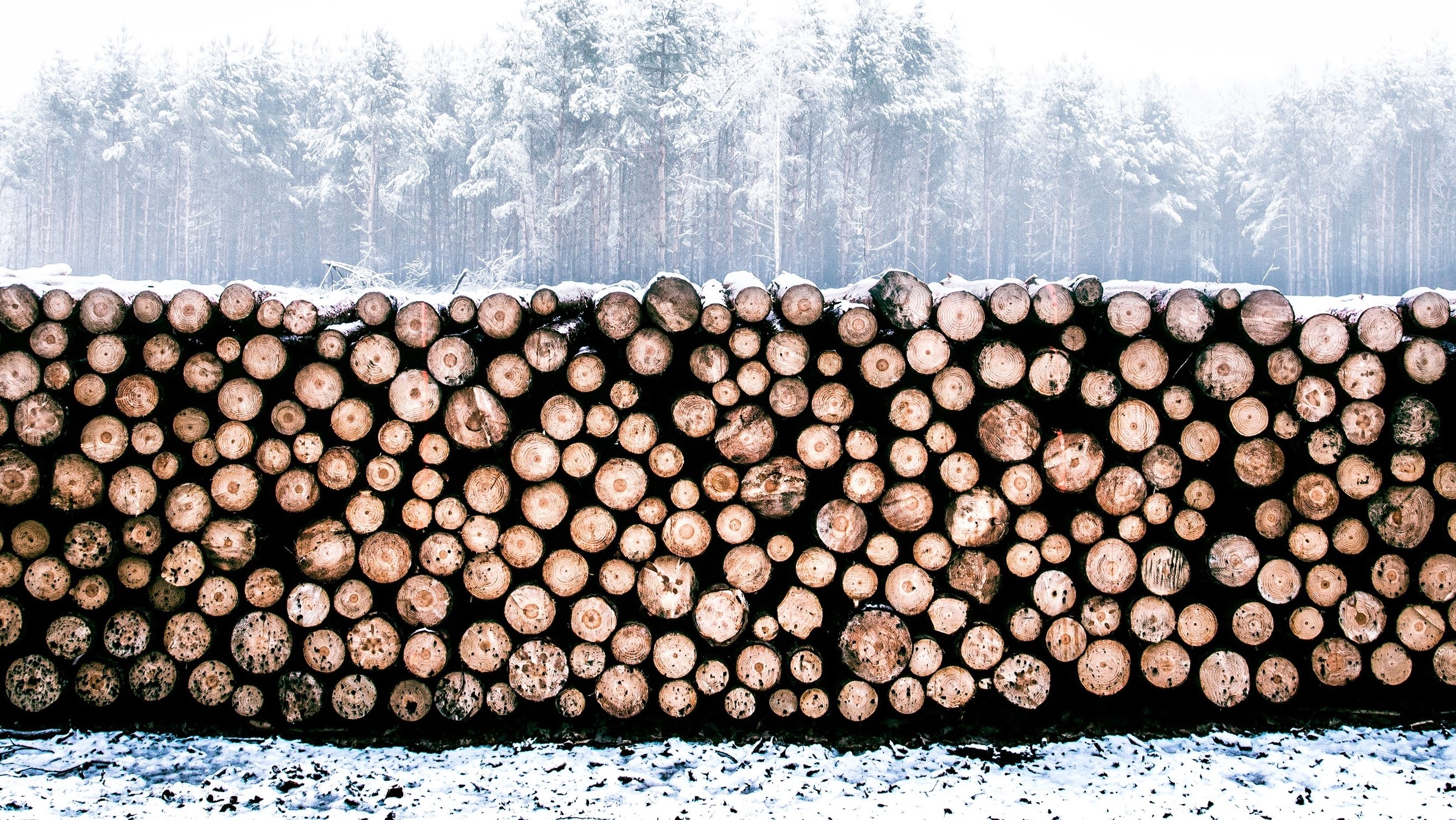 timber2.jpg